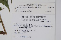 擬茯蕨藏品圖，第2張
