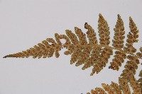 登錄號:P008246藏品圖，第4張