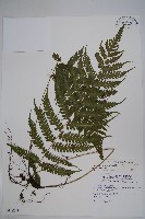 擬茯蕨藏品圖，第1張