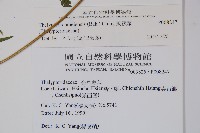 擬茯蕨藏品圖，第2張