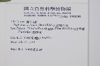 鋸齒雙蓋蕨、線葉雙蓋蕨、刺鱗雙蓋蕨藏品圖，第2張