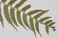 鋸齒雙蓋蕨、線葉雙蓋蕨、刺鱗雙蓋蕨藏品圖，第3張