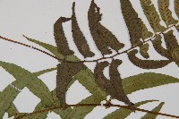 鋸齒雙蓋蕨、線葉雙蓋蕨、刺鱗雙蓋蕨藏品圖，第4張