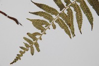 鋸齒雙蓋蕨、線葉雙蓋蕨、刺鱗雙蓋蕨藏品圖，第5張