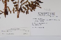 對生蹄蓋蕨藏品圖，第2張