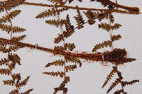 對生蹄蓋蕨藏品圖，第3張