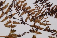 對生蹄蓋蕨藏品圖，第4張