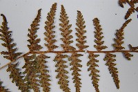 對生蹄蓋蕨藏品圖，第5張