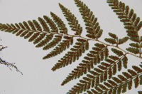 高山蹄蓋蕨藏品圖，第4張