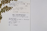 姬蹄蓋蕨藏品圖，第5張