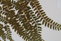 姬蹄蓋蕨藏品圖，第6張