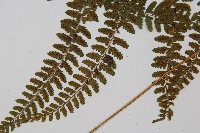 姬蹄蓋蕨藏品圖，第7張