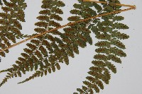 姬蹄蓋蕨藏品圖，第8張