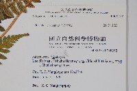 假軸果蹄蓋蕨、毛軸蹄蓋蕨藏品圖，第5張