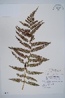 姬蹄蓋蕨藏品圖，第1張