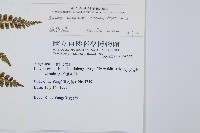 姬蹄蓋蕨藏品圖，第2張