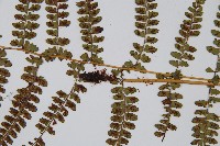 姬蹄蓋蕨藏品圖，第3張