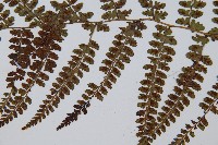 姬蹄蓋蕨藏品圖，第4張