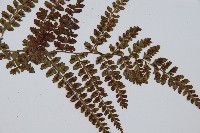 姬蹄蓋蕨藏品圖，第5張