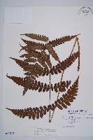 黑葉貞蕨藏品圖，第1張