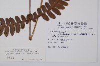 黑葉貞蕨藏品圖，第2張