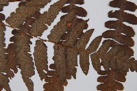 黑葉貞蕨藏品圖，第3張