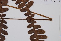 黑葉貞蕨藏品圖，第5張