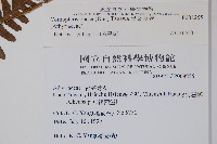 黑葉貞蕨藏品圖，第2張