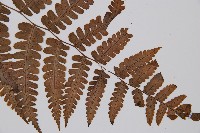 黑葉貞蕨藏品圖，第3張