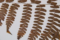 黑葉貞蕨藏品圖，第5張