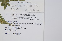 長苞雙蓋蕨、鱗柄雙蓋蕨藏品圖，第2張