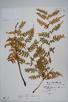 擬德氏雙蓋蕨藏品圖，第1張