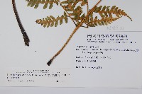 擬德氏雙蓋蕨藏品圖，第2張