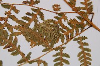 擬德氏雙蓋蕨藏品圖，第3張