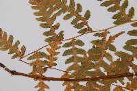 擬德氏雙蓋蕨藏品圖，第4張