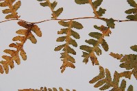 擬德氏雙蓋蕨藏品圖，第5張