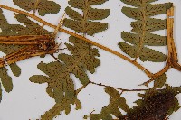 擬德氏雙蓋蕨藏品圖，第3張