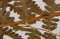 擬德氏雙蓋蕨藏品圖，第4張