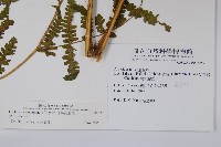 奄美雙蓋蕨藏品圖，第2張