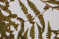 奄美雙蓋蕨藏品圖，第3張