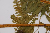 奄美雙蓋蕨藏品圖，第4張