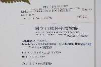 擬德氏雙蓋蕨藏品圖，第2張