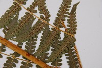 擬德氏雙蓋蕨藏品圖，第4張