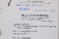 萊氏鐵角蕨藏品圖，第2張