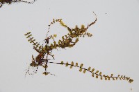 三翅鐵角蕨藏品圖，第3張