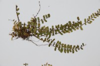 三翅鐵角蕨藏品圖，第4張