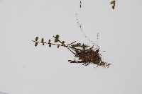 三翅鐵角蕨藏品圖，第5張