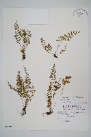 薄葉鐵角蕨藏品圖，第1張