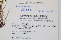 薄葉鐵角蕨藏品圖，第2張