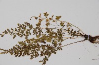 薄葉鐵角蕨藏品圖，第3張